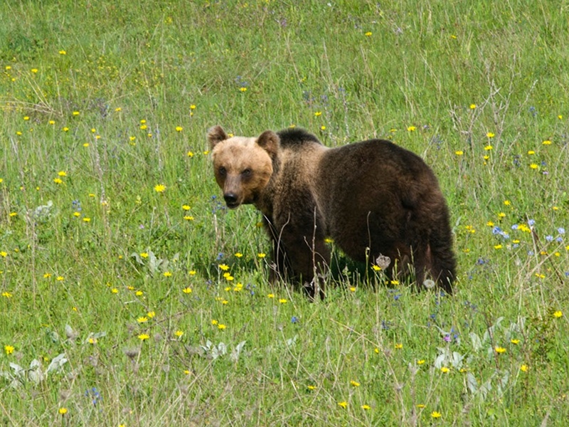 orso bruno marsicano