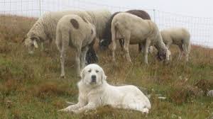 cane da guardiania